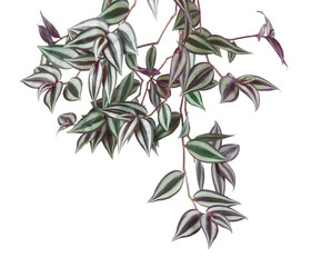 Tradescantia zebrina leaves, Inchplant foliage, Exotic tropical leaf, isolated on white background...