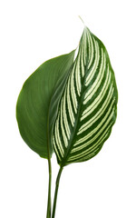 Calathea Vittata leaves, green leaf with white stripes, Tropical foliage isolated on white background, with clipping path	
