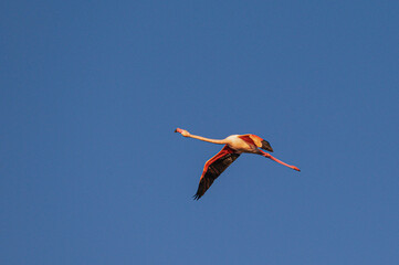 Flamingos flying over the lagoon, Po river delta, Comacchio, Ferrara, Italy