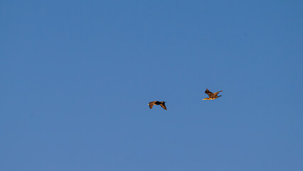 Flamingos flying over the lagoon, Po river delta, Comacchio, Ferrara, Italy
