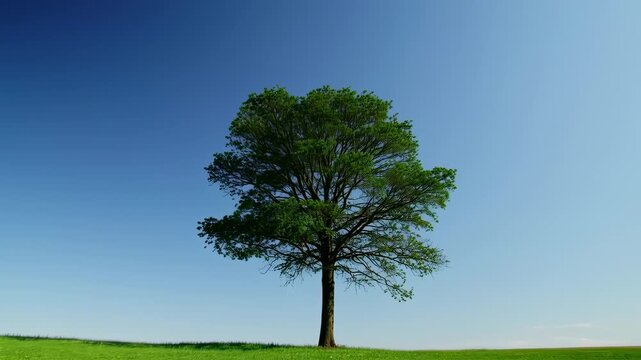 Majestic single tree standing tall in a lush green field under a clear blue sky