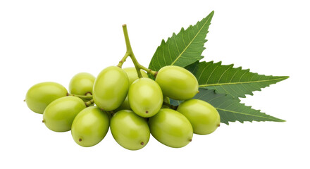 Isolated Neem Fruits