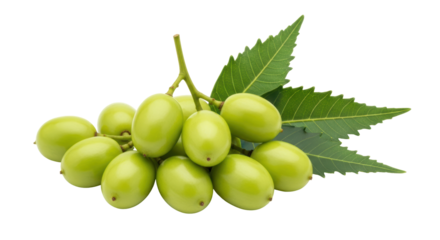Isolated Neem Fruits