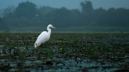 Fototapeta premium Wildlife Portrait of a Great Egret Standing Gracefully in Its Natural Habitat