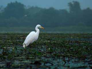 Wildlife Portrait of a Great Egret Standing Gracefully in Its Natural Habitat