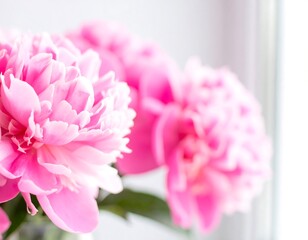 Obraz premium Close-up of pink peonies in soft focus