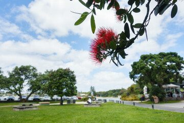 Pohutukawa trees in bloom. Unrecognizable people and cars at Takapuna Beach. Auckland.