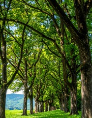 Fototapeta premium Lush green trees create a sunlit tunnel