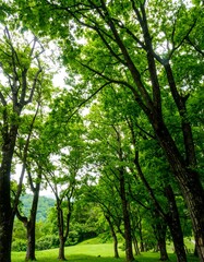 Fototapeta premium Lush green trees arching over a grassy path
