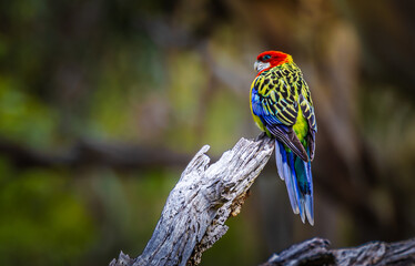 Eastern Rosella