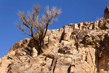 Rocky desert landscape with dry trees under a clear blue sky in Yazd, Iran, showcasing natural...