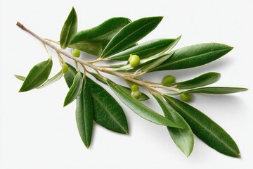 Obraz premium Fresh olive branch on white background