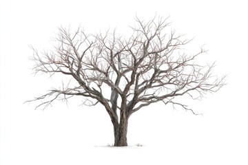 Obraz premium Bare winter tree against white background