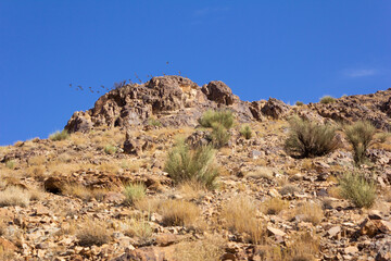Dry mountain slope with desert shrubs in Yazd, Iran, showcasing arid landscape vegetation and rocky...