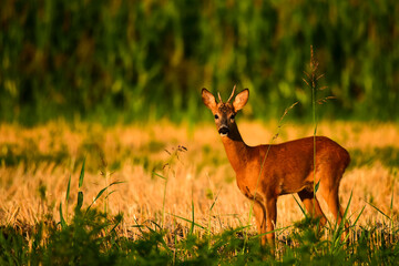 young deer in the grass