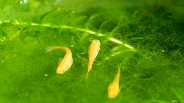 睡蓮鉢に繁殖した糸状藻と水草の上を泳ぐメダカ
