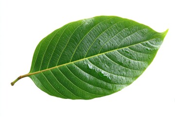 Obraz premium Close-up of a single, vibrant green leaf