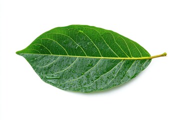 Obraz premium Close-up of a single, vibrant green leaf, with water droplets