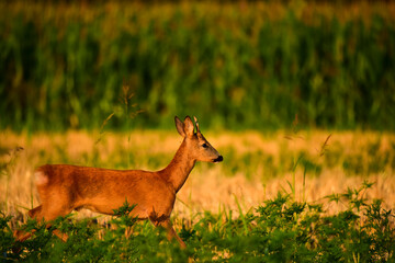 roebuck in the nature at summer morning