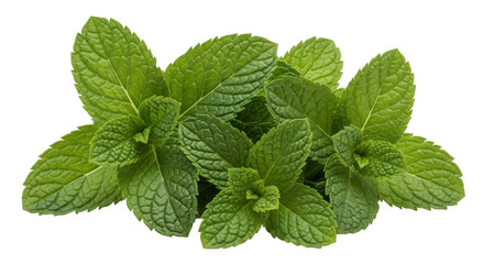 Isolated Fresh Mint Leaves