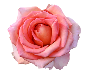 pink and orange rose