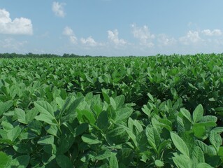 Lush soybean field under a partly cloudy sky