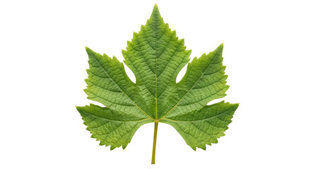 Isolated Grape Leaf