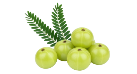 Isolated Indian Gooseberry (Amla) with Leaves