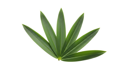 Fototapeta premium Isolated Green Leaves