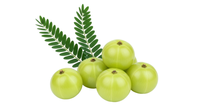 Isolated Indian Gooseberry (Amla) with Leaves