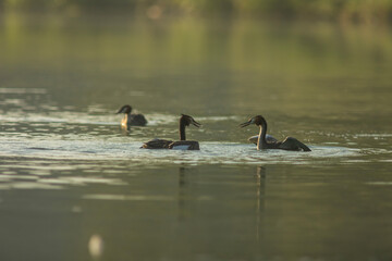 Great crested grebe