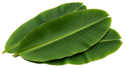 Isolated Stack of Banana Leaves