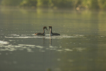 Great crested grebe