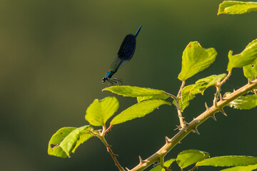 Damselfly