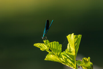 Damselfly