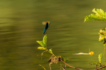 Damselfly