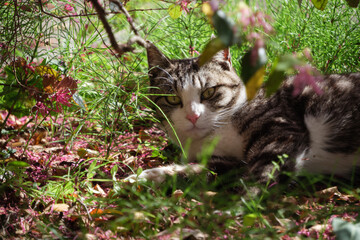 トキワマンサクとベンガル模様とぶち猫柄の野良猫