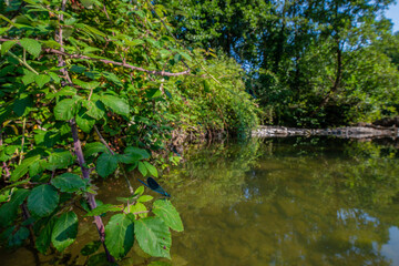 Adda (river)