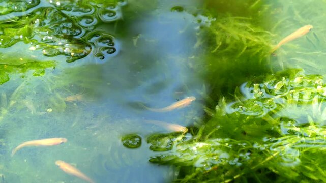 睡蓮鉢の水面に集まるメダカ　繁殖した糸状藻と水草