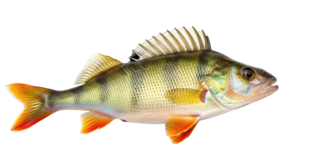 Isolated Perch Fish