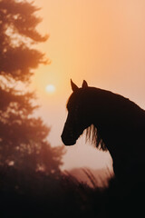 Black mare with long mane looking at the sunrise in nature