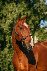 Beautiful bay KWPN gelding with leather halter in summer