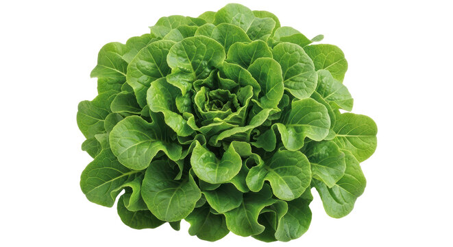 Isolated lettuce