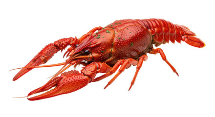 Isolated Red Crawfish