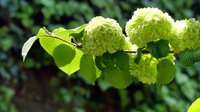 咲きはじめた頃のグリーンがかったオオデマリ