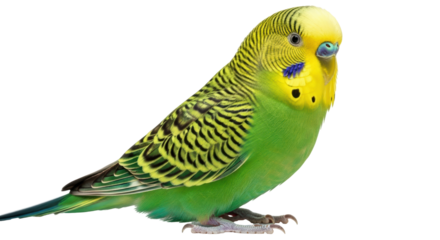 Isolated Green Budgie Bird