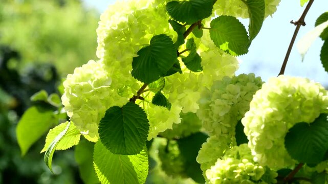 咲きはじめた頃のグリーンがかったオオデマリ