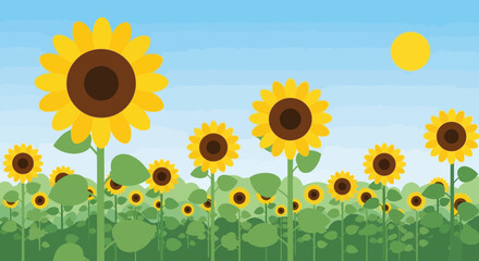 Bright Sunflowers Field With Sunny Sky In Flat Design Style Illustration