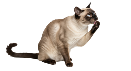 Isolated siamese cat licking paw