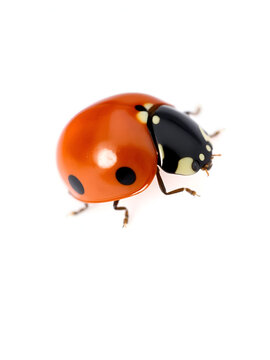 Ladybug (ladybird), Rodolia cardinalis (Coleoptera: Coccinellidae), Vedalia Beetle (larva). Isolated on a white background